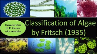 Classification of Algae by Fritsch  11 classes with characteristics and examples [upl. by Loris]