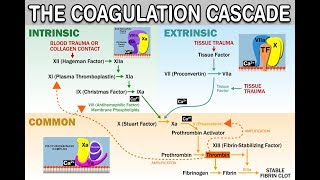 HEMOSTASISCOAGULATION CASCADE  IntrinsicExtrinsicCommon Pathways Amplification and Propagation [upl. by Tamah526]