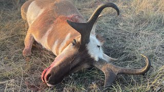 GIANT CUTTERS Her First Antelope A Wyoming Antelope Hunt [upl. by Stanford880]