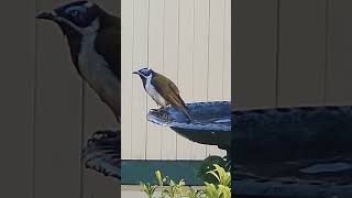 Blueeyed BeautyHoneyeater Bird Takes a Refreshing Bath birdsofinstagram wildlife naturescenery [upl. by Iaw]