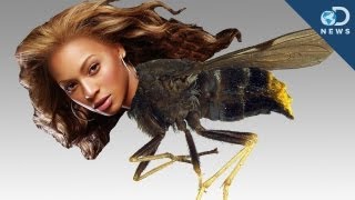 New Species Named After Celebrities [upl. by Aidualk401]