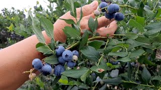 How we Pick Blueberries by Hand 🫐  Blueberry Barn [upl. by Nertie224]