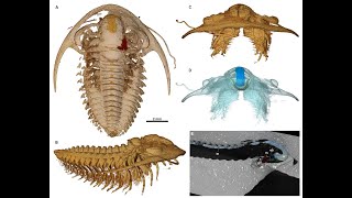 Perfectly preserved fossils of ancient sea critters found buried in volcanic ash [upl. by Bolte]