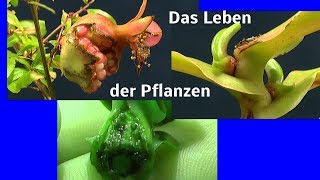 Die Welt der Pflanzen können Pflanzen denken [upl. by Ahsiya]