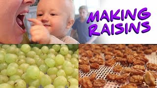 Making Raisins  Turning Grapes from our Garden into Raisins [upl. by Afital325]