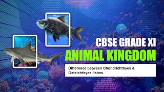 CBSE Grade 11 Biology Animal Kingdom  Difference Between Chondrichthyes and Osteichthyes [upl. by Nnaarual]