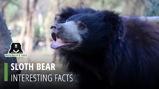 Facts About Sloth Bears [upl. by Potter750]