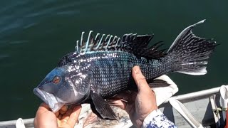 Black Sea Bass and Scup fishing in the Upper Narragansett Bay [upl. by Len]