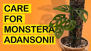 How to grow and take care of Monstera adansonii Mini Swiss Cheese Plant [upl. by Grosz]