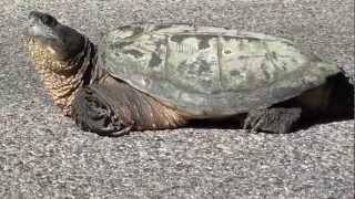 Snapping Turtle Chelydridae Chelydra serpentina [upl. by Hudis949]