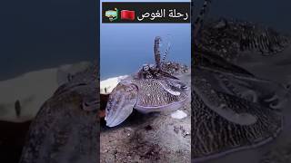 رحلة الغوص من أعماق البحار مغربيفيالغربة بحر beach travel div [upl. by Mian]