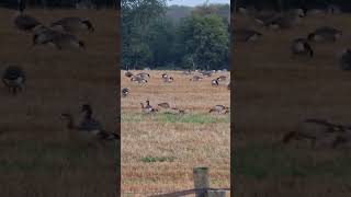 Canada Geese visit the farmland next to Gamekeepers Cottage shorts [upl. by Anjela]