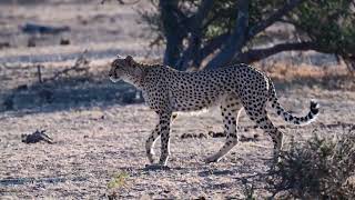 Mashatu Game Reserve  Female cheetah and her two cubs [upl. by Attenborough]