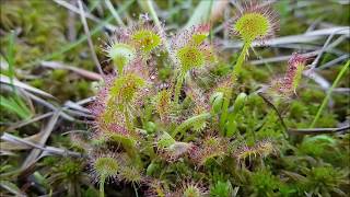 Böcek yiyen bitki Güneş gülü Drosera sp Sundew [upl. by Clementina46]