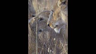 Fierce Lioness Entrusts Cub to Sisters Care [upl. by Neely]