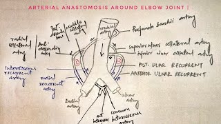 Arterial anastomosis around elbow joint 🔥🔥🔥 med tutorials [upl. by Ayikaz]