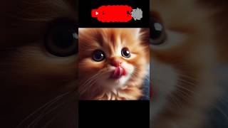 Chaton Trop Mignon chaton chat chats chatons emotion tendresse [upl. by Ashling]