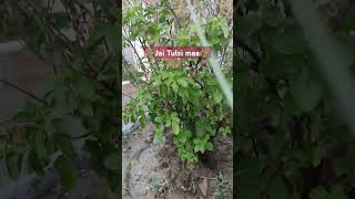 Tulsi bata dengi apke ghshortvideo ytshorts pradeepmishra upay motivation vastu tulsi katha [upl. by Anawait]