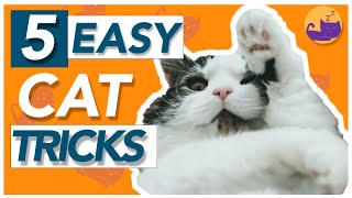 5 EASY Tricks to Teach Your Cat  HOW TO Train Your Cat [upl. by Sedgewinn]