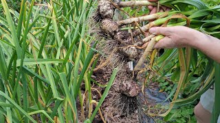 Garlic Harvest 2024 [upl. by Aranahs298]