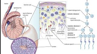 spermatozoa spermatogenesis semen malesemen virya shorts [upl. by Esoj]