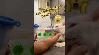 Cat suffering from viral infection called Feline Panleukopenia [upl. by Adnalahs]