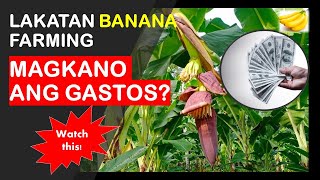 Expenses to Plant a Banana Lakatan Banana Farming [upl. by Kacey]