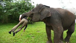 Heartwarming Moment Wild Elephant Recognises The Vet Who Treated Him 12 Years Ago [upl. by Apicella62]