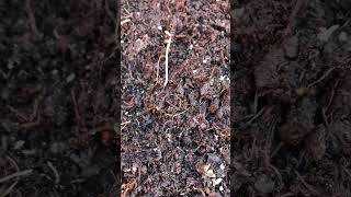 Planting garlic selfsustainableliving selfsufficiency gardening [upl. by Eliath]