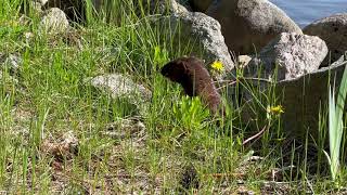 Mink in Muskoka Lakes  Victoria Day 2023 [upl. by Brockwell761]