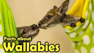 What is a Wallaby  Cute Facts about Wallabies [upl. by Gunner]