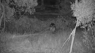 Djuma Lone Hyena walks by and then across the dam wall  2322  081021 [upl. by Ahsienod]