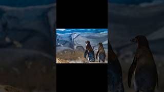 penguins 🐧shortvideo penguin [upl. by Honna]