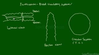 Earth worm blood circulatory system [upl. by Onek]