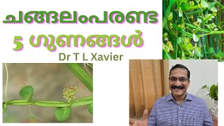 ചങ്ങലം പരണ്ട  Discover the Power of Changalam Paranda [upl. by Sallad]