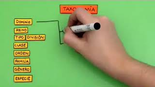 Cómo son las categorías taxonómicas [upl. by Pincas859]