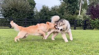 Golden Retriever And Giant Husky Are Best Friends But They Are Crazy [upl. by Aehsan]