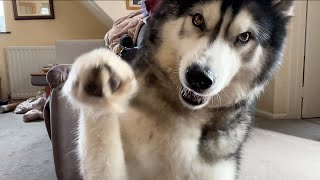 My Husky is In A Mood With Me He Gets The Paws Out [upl. by Danit]