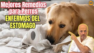 💝 MEJORES REMEDIOS CASEROS PARA PERROS ENFERMOS DEL ESTOMAGO 💝 [upl. by Aehsal]