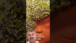 Growing Chia Seeds  timelapse chiapet chiafarmer [upl. by Suu]