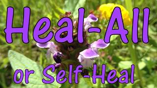 HealAll or SelfHeal 🌸 How to Identify and Use Prunella vulgaris [upl. by Haelat]