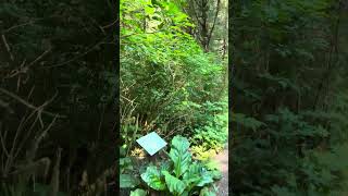 Alaska Cruise Tongass National Forest Rainforest Walk  Ketchikan 4K [upl. by Neehcas]