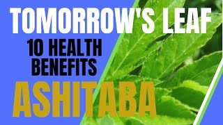 TOP 10 HEALTH BENEFITS OF ASHITABA [upl. by Bbor]