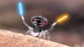 Peacock Spider With Lightsabers TEST FOOTAGE [upl. by Cheng]