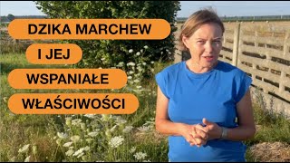 Marchew Zwyczajna Rosnąca Dziko To Roślina Zielarska [upl. by Sorcha888]