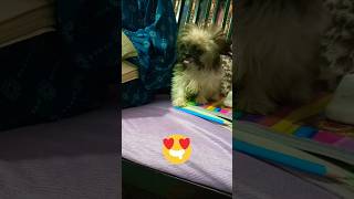 Cute 🥰 babapetsinfo short shorts videos youtubeshorts dog love funny doglover pets dogs [upl. by Airetnahs]