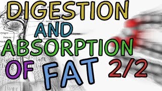 Digestion and Absorption of Fat  Part 22 [upl. by Hashimoto]