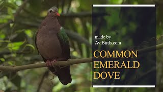 Common Emerald Dove  Emerald Dove Chalcophaps Indica [upl. by Nekcarb358]