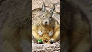 Viscacha animals cute nature facts [upl. by Darice]