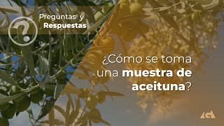 ¿Cómo se toma una muestra de aceituna [upl. by Nahej]